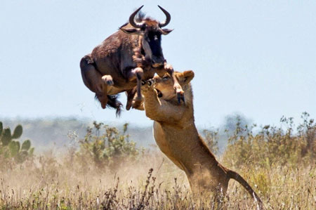 Các màn ác đấu của động vật