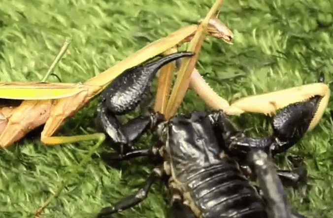 Ảnh cắt từ clip.