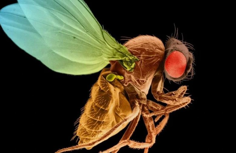 Vào tháng 10, một nghiên cứu đã lập bản đồ toàn diện về não của ruồi giấm. Đây là một trong nhiều khám phá khoa học lớn trong năm 2024. (Nguồn: National Geographic)