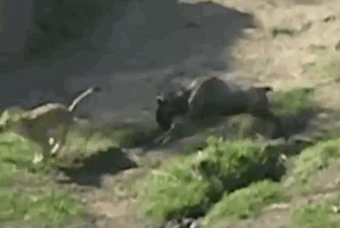 Ảnh cắt từ clip.