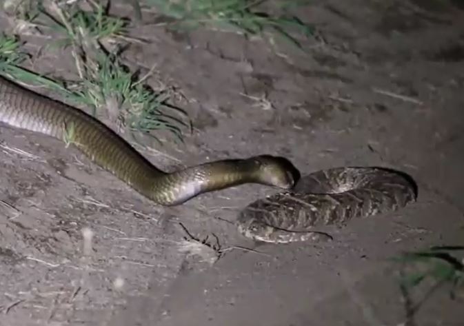 Ảnh cắt từ clip.