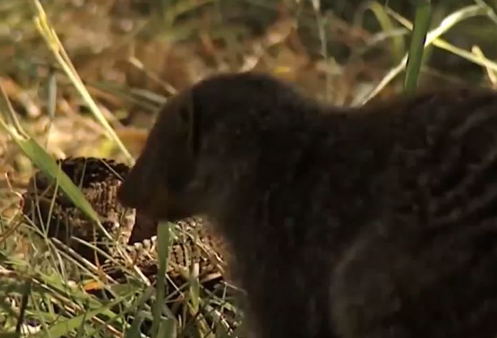 Ảnh cắt từ clip.