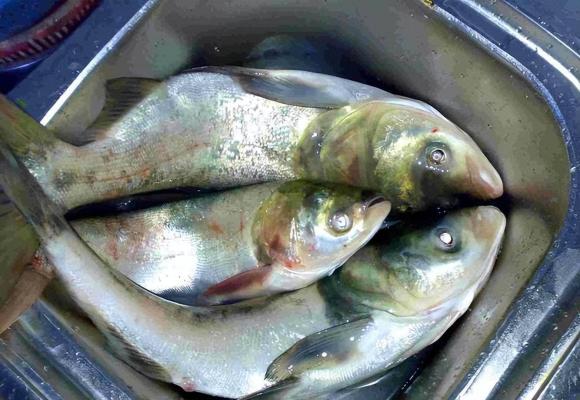 Tránh xa 5 loại cá 'bẩn' này nếu không muốn rước bệnh vì chứa đầy kim loại nặng và ký sinh trùng, người bán cũng 'lắc đầu', đừng cho gia đình ăn