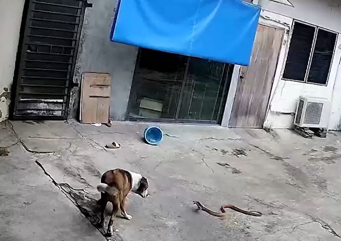 Ảnh cắt từ clip.