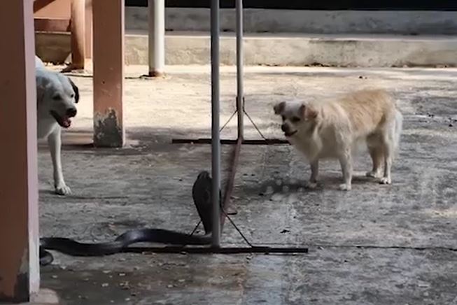 Ảnh cắt từ clip.