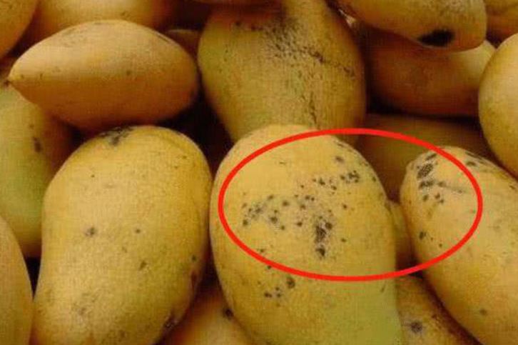 Nếu bạn là người thích ăn xoài thì nên biết rõ đặc điểm trên quả này để chọn quả ngon đúng cách