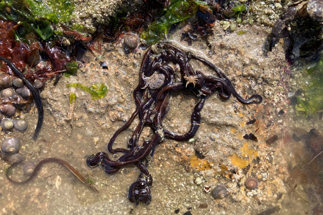 Giun dây. Giun dây.