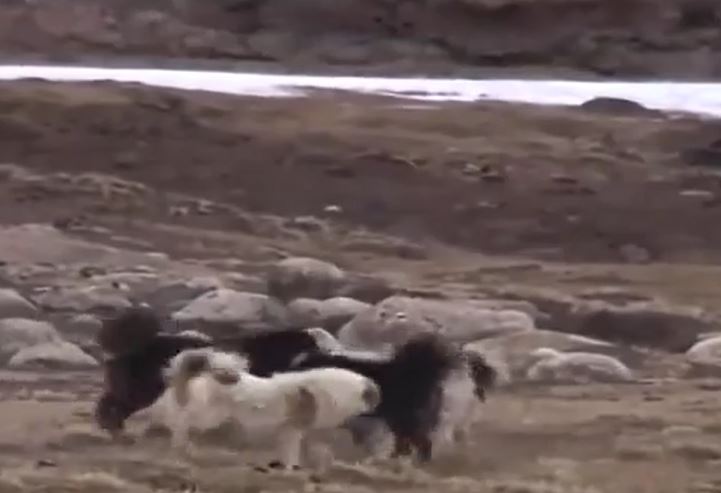 Ảnh cắt từ clip.