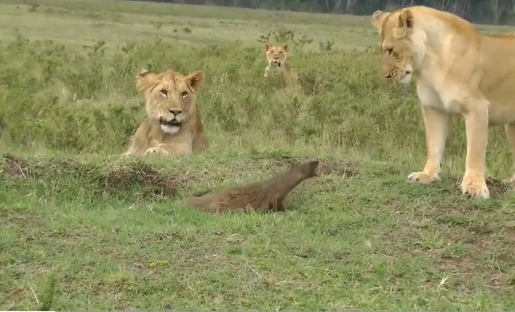 Ảnh cắt từ clip.