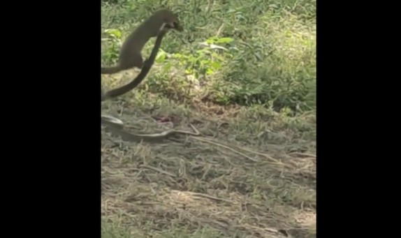 Ảnh cắt từ clip.