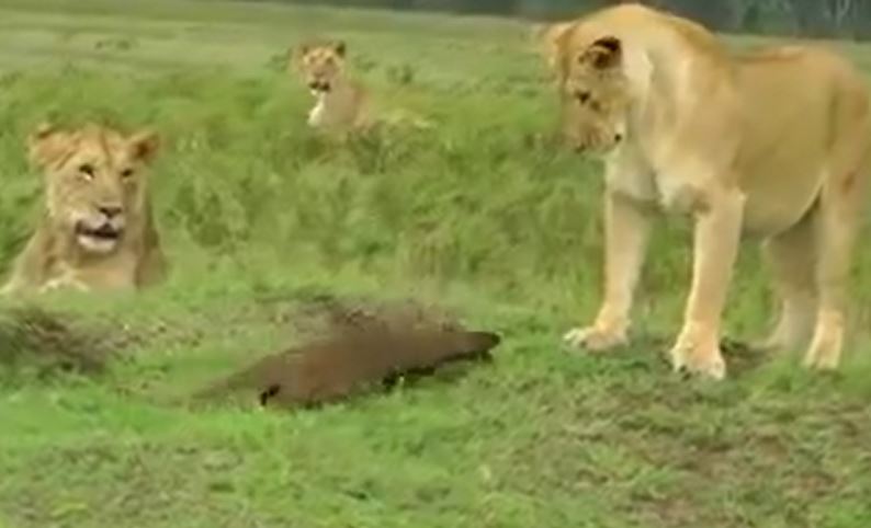 Ảnh cắt từ clip.