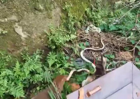 Ảnh cắt từ clip.