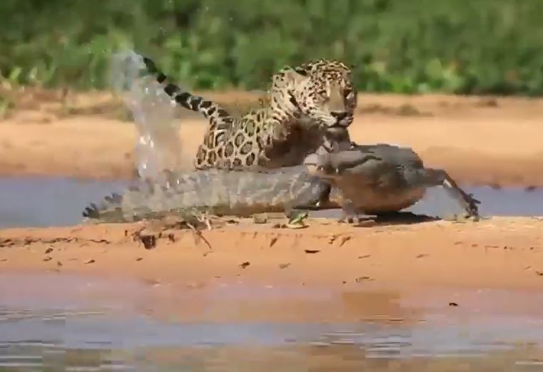 Ảnh cắt từ clip.