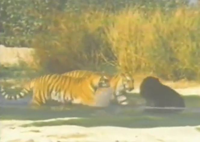 Ảnh cắt từ clip.