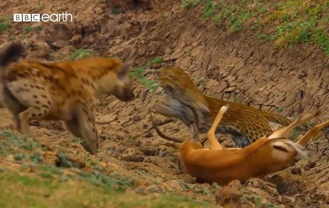 Ảnh cắt từ clip.