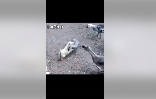 Ảnh cắt từ clip.