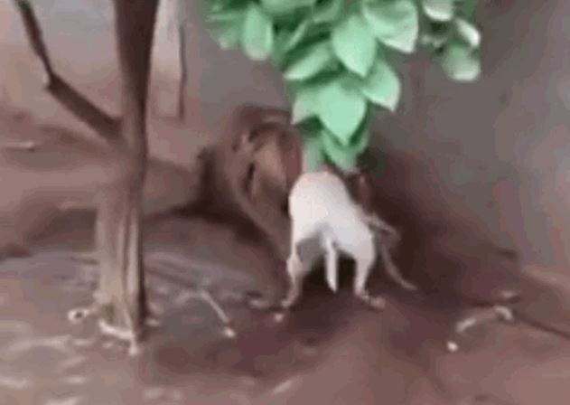 Ảnh cắt từ clip.