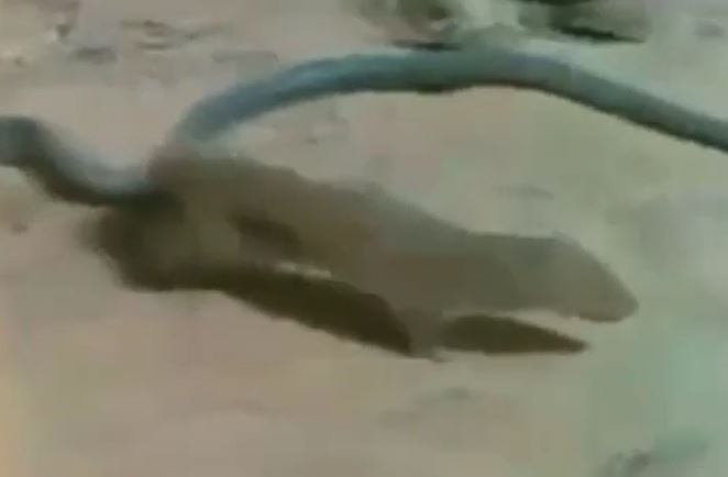 Ảnh cắt từ clip.