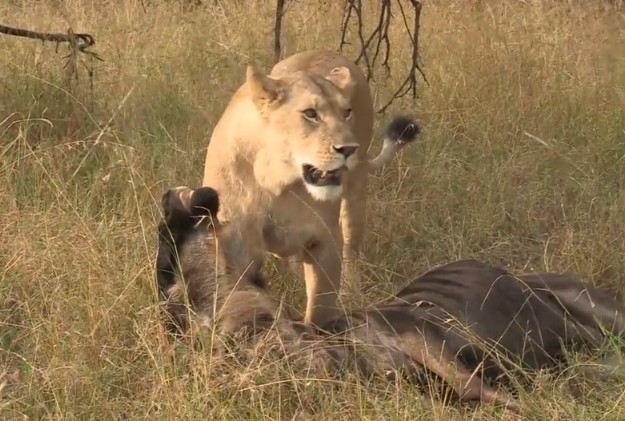 Ảnh cắt từ clip.