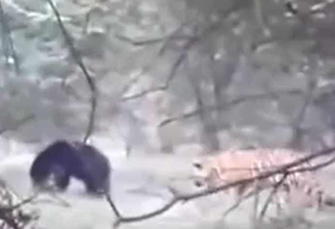 Ảnh cắt từ clip.