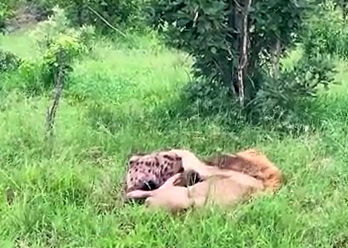 Ảnh cắt từ clip.