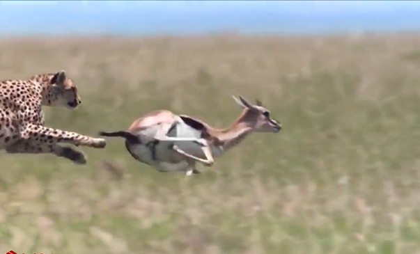 Ảnh cắt từ clip.