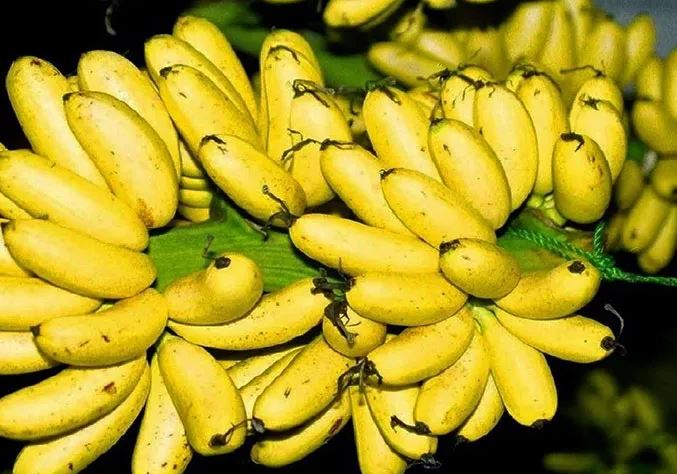 Khi mua chuối, hãy tránh 3 dấu hiệu này nếu không muốn rước bệnh vào người