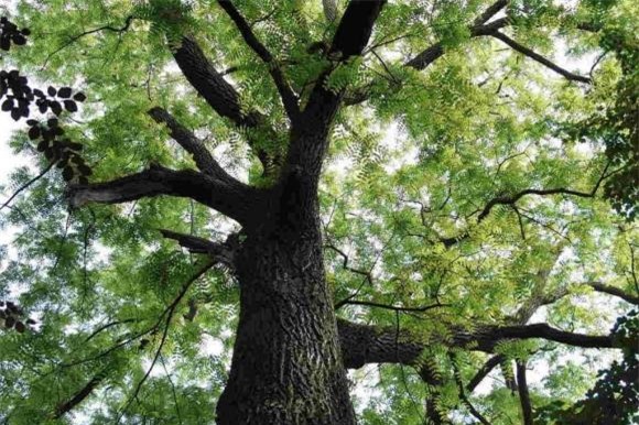 Gỗ trong thân chứa vàng thơm, gỗ đàn hương