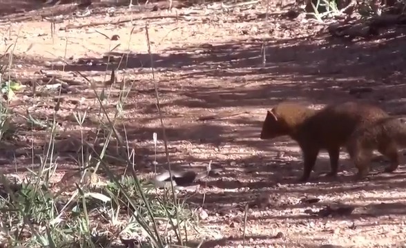 Ảnh cắt từ clip.