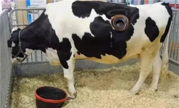 bò mỹ, chuyện lạ