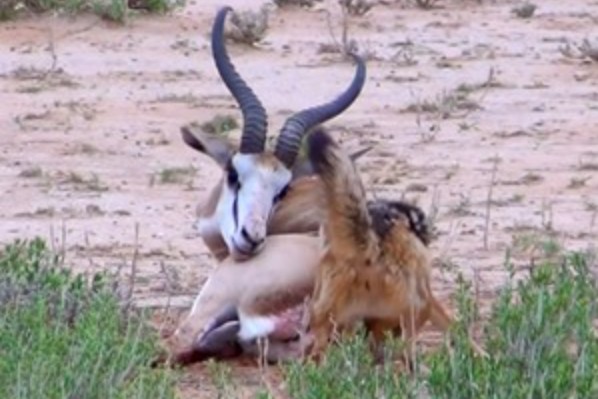 Ảnh cắt từ clip.