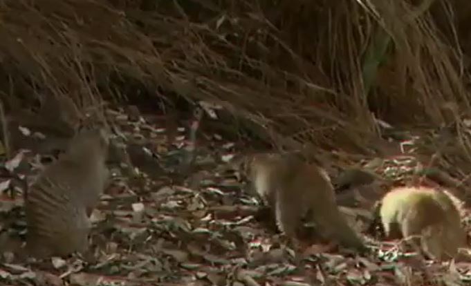 Ảnh cắt từ clip.