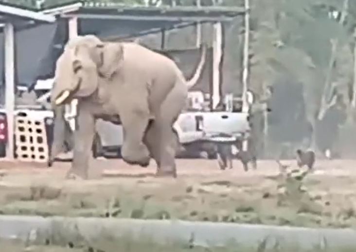 Ảnh cắt từ clip.