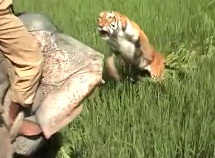 Ảnh cắt từ clip.