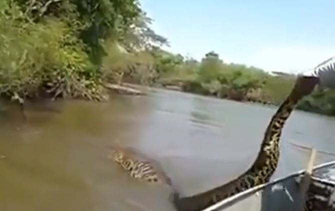 Ảnh cắt từ clip.