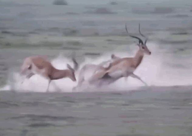 Ảnh cắt từ clip.