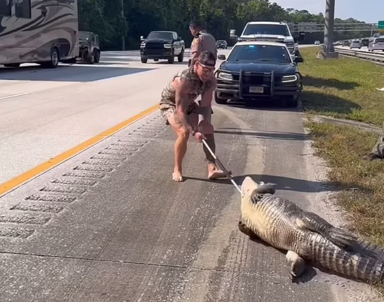 Mike Dragich tóm gọn cá sấu.
