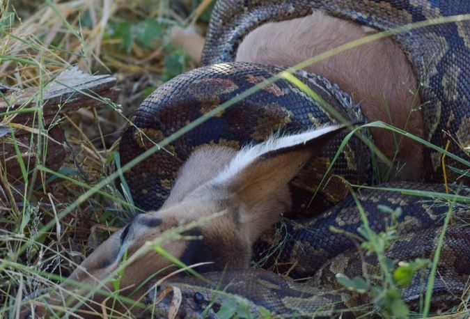 Trăn nuốt chửng linh dương.