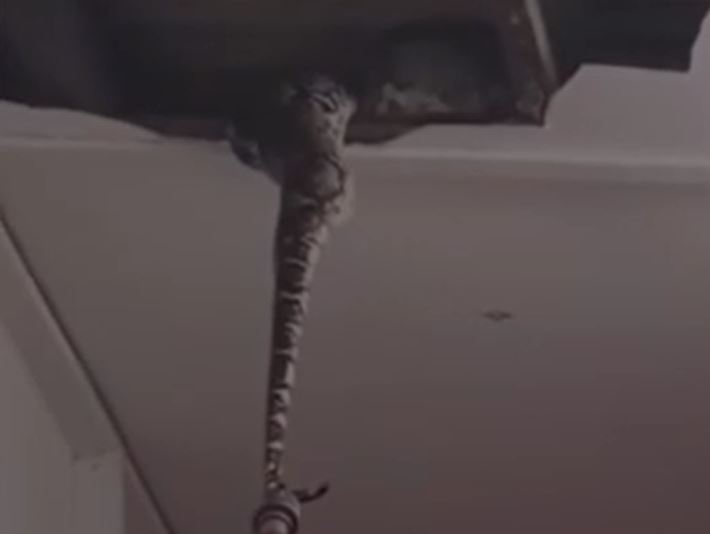 Ảnh cắt từ clip.