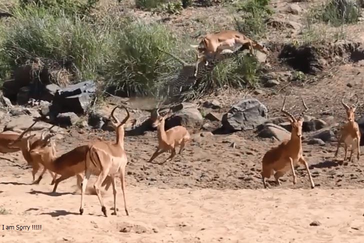 Báo săn linh dương Impala.