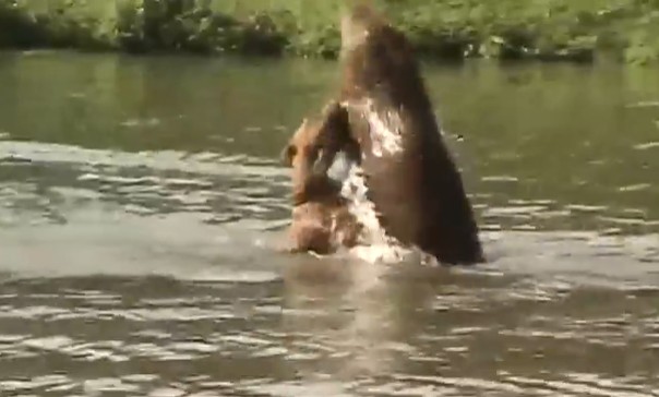 Ảnh cắt từ clip.