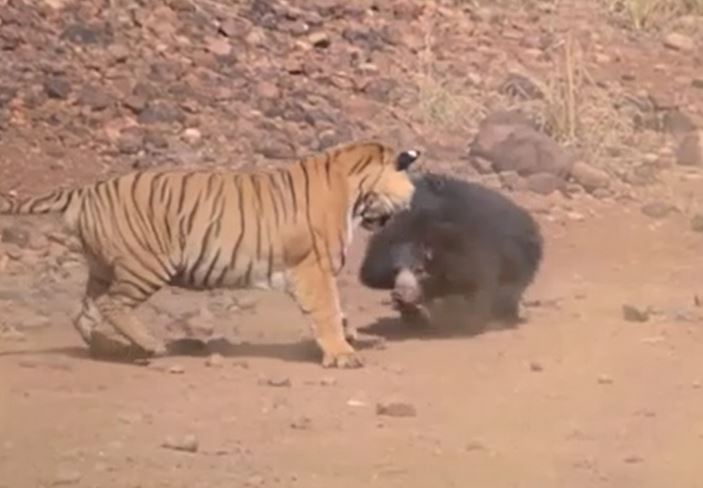 Ảnh cắt từ clip.