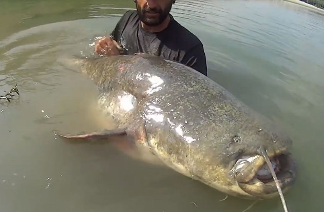 Ảnh cắt từ clip.