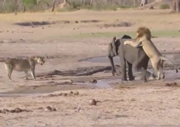 Ảnh cắt từ clip.