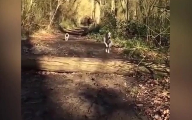 Ảnh cắt từ clip.