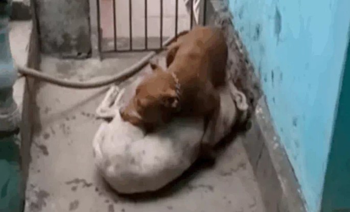 Ảnh cắt từ clip.