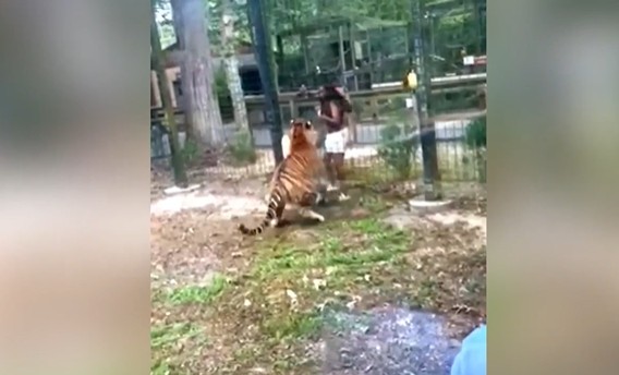 Ảnh cắt từ clip.