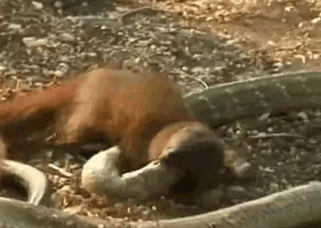 Ảnh cắt từ clip.