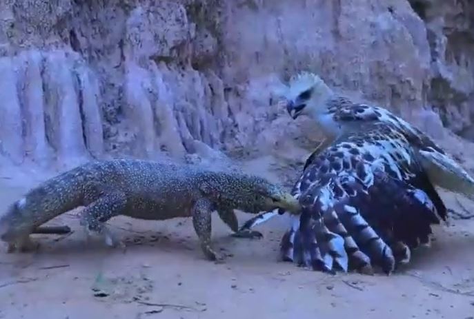 Ảnh cắt từ clip.