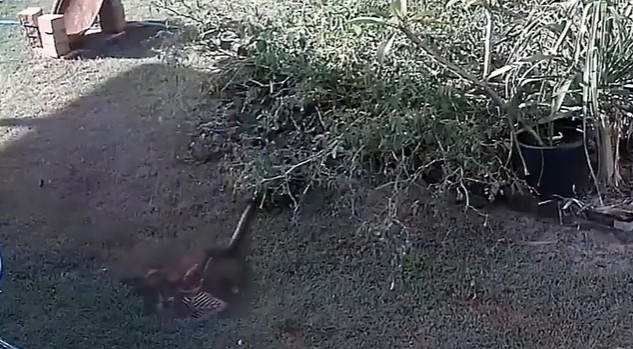 Ảnh cắt từ clip.